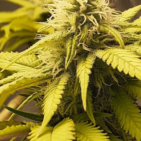 Pakistan Valley  growlog timeline photo