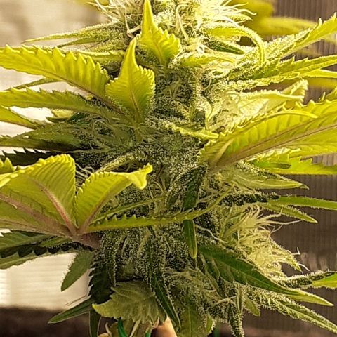 Pakistan Valley  growlog timeline photo