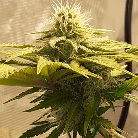 Pakistan Valley  growlog timeline photo