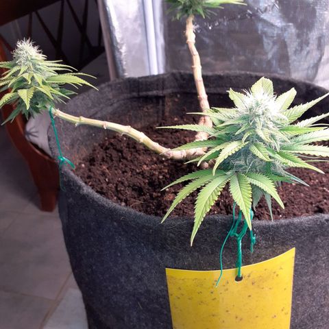 Pakistan Valley  growlog timeline photo
