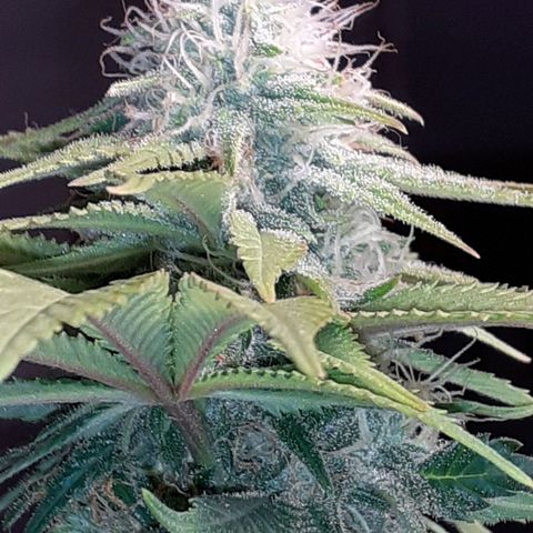 Pakistan Valley  growlog timeline photo