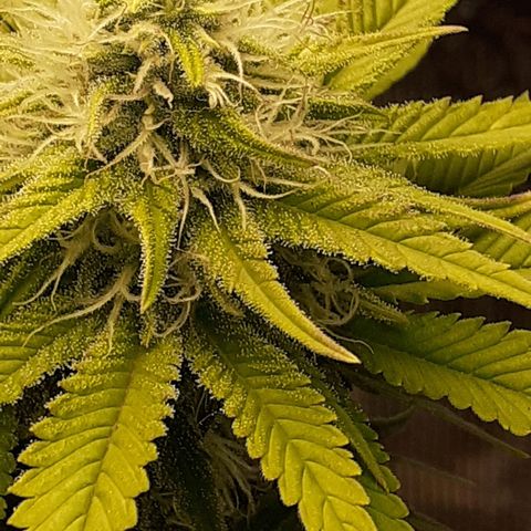 Pakistan Valley  growlog timeline photo