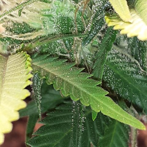 Pakistan Valley  growlog timeline photo