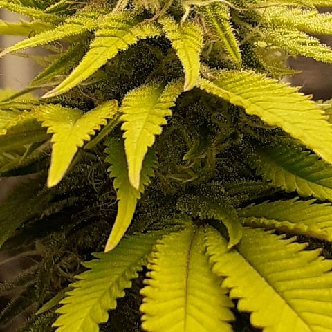 Pakistan Valley  growlog timeline photo