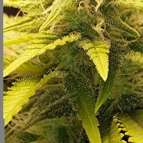 Pakistan Valley  growlog timeline photo