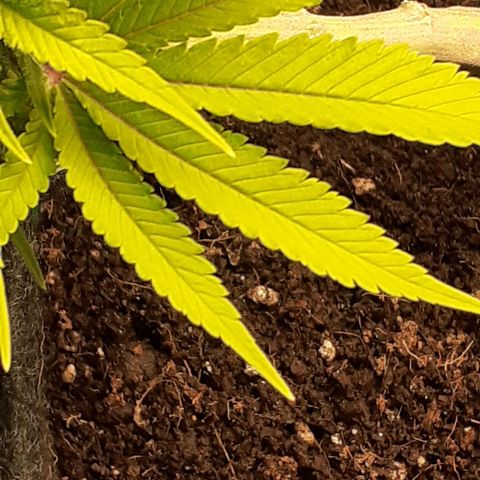 Pakistan Valley  growlog timeline photo