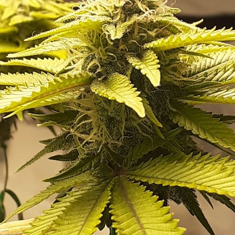 Pakistan Valley  growlog timeline photo