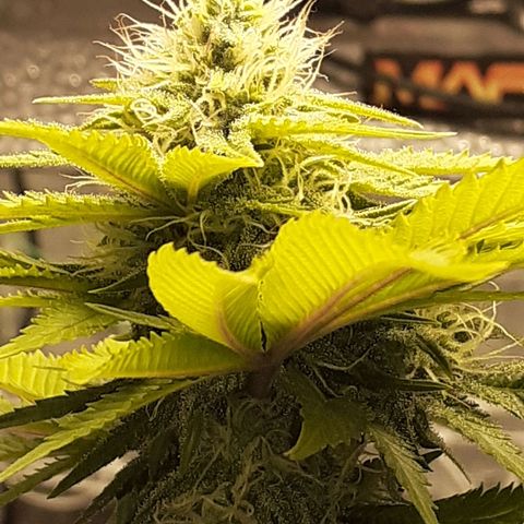 Pakistan Valley  growlog timeline photo