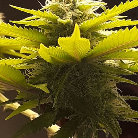 Pakistan Valley  growlog timeline photo