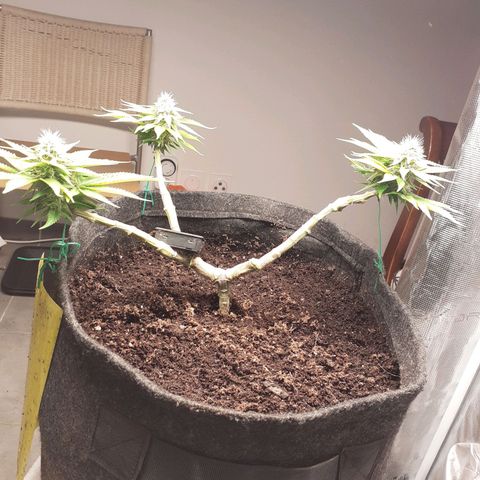 Pakistan Valley  growlog timeline photo