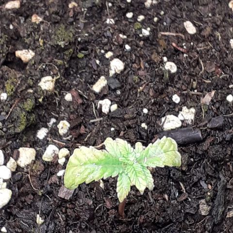 Bruce Banner Auto  growlog timeline photo