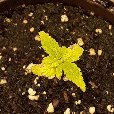 Bruce Banner Auto  growlog timeline photo