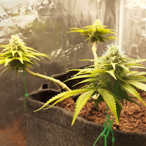 Pakistan Valley  growlog timeline photo