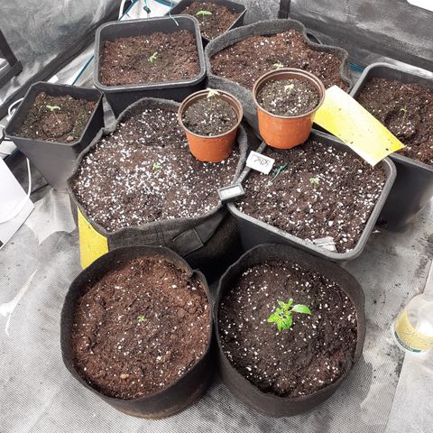 Bruce Banner Auto  growlog timeline photo