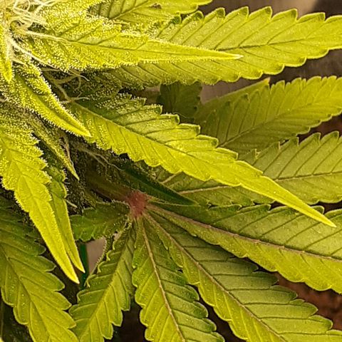 Pakistan Valley  growlog timeline photo