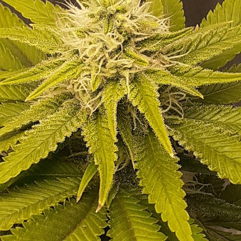 Pakistan Valley  growlog timeline photo