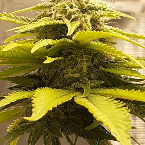 Pakistan Valley  growlog timeline photo