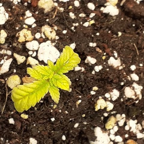 Bruce Banner Auto  growlog timeline photo