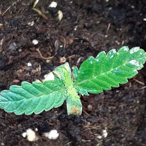 Gorilla Girl Fv growlog timeline photo