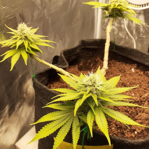 Pakistan Valley  growlog timeline photo