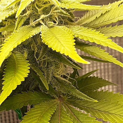 Pakistan Valley  growlog timeline photo