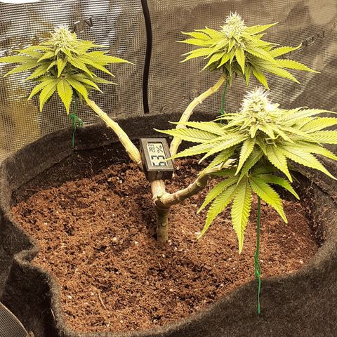 Pakistan Valley  growlog timeline photo