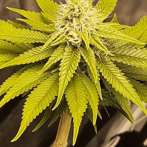 Pakistan Valley  growlog timeline photo