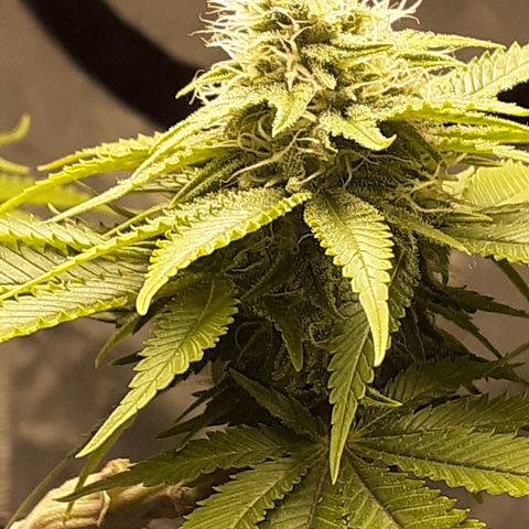 Pakistan Valley  growlog timeline photo