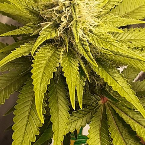 Pakistan Valley  growlog timeline photo
