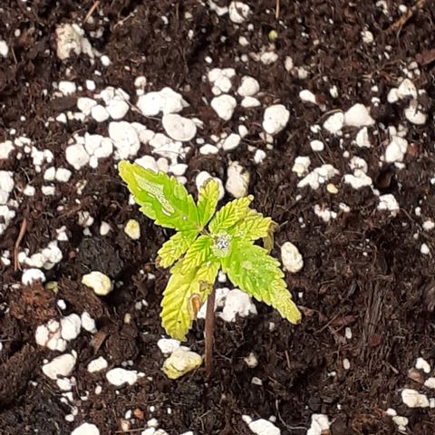 Bruce Banner Auto  growlog timeline photo