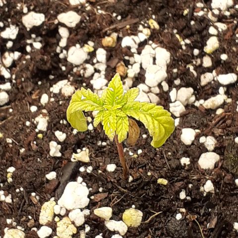 Bruce Banner Auto  growlog timeline photo