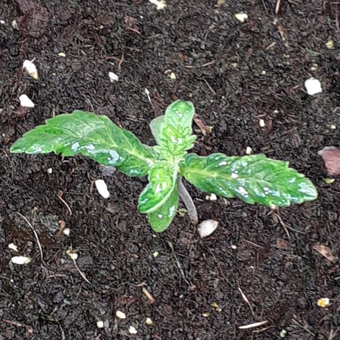 Gorilla Girl Fv growlog timeline photo