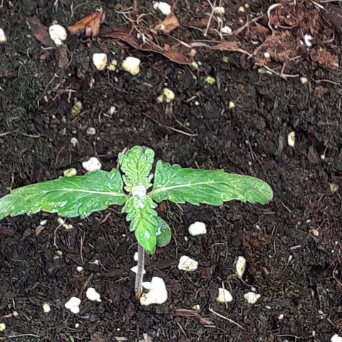Gorilla Girl Fv growlog timeline photo