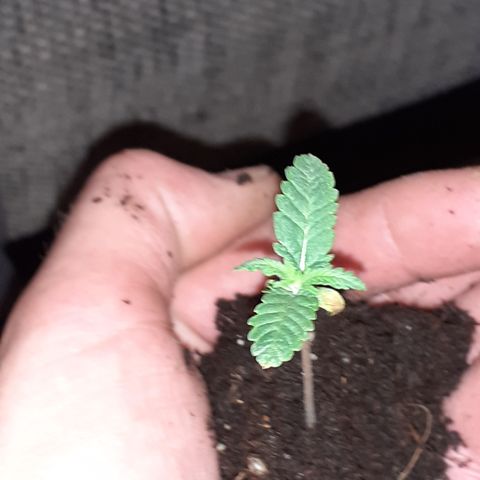Gorilla Girl Fv growlog timeline photo