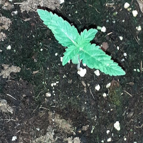 Gorilla Girl Fv growlog timeline photo