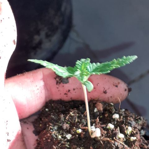 Gorilla Girl Fv growlog timeline photo