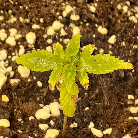 Bruce Banner Auto  growlog timeline photo