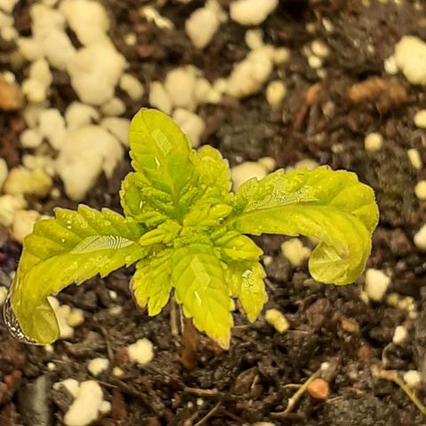 Bruce Banner Auto  growlog timeline photo