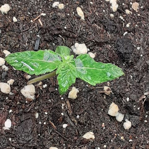 Lemon Kush Auto  growlog timeline photo