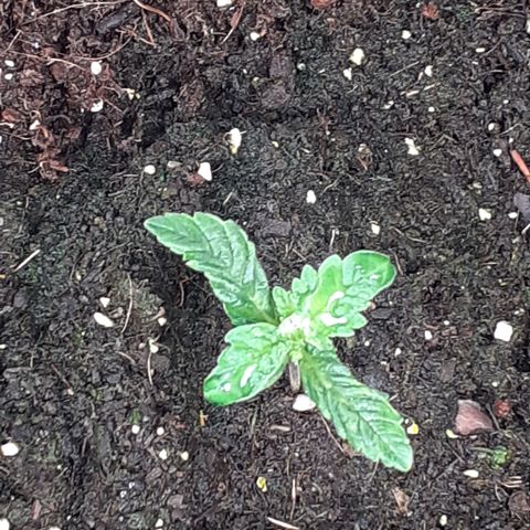 Gorilla Girl Fv growlog timeline photo