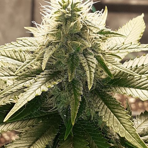 Pakistan Valley  growlog timeline photo