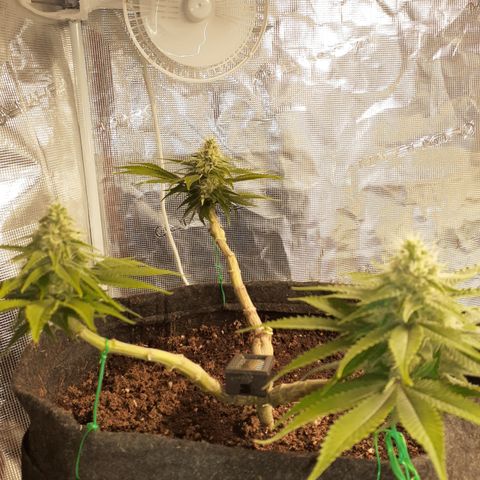 Pakistan Valley  growlog timeline photo