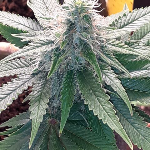 Pakistan Valley  growlog timeline photo