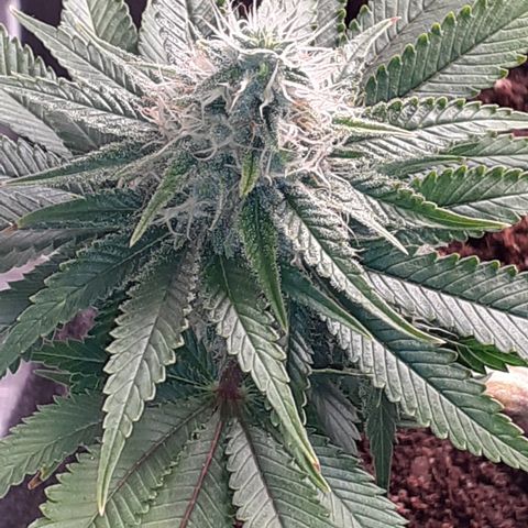 Pakistan Valley  growlog timeline photo