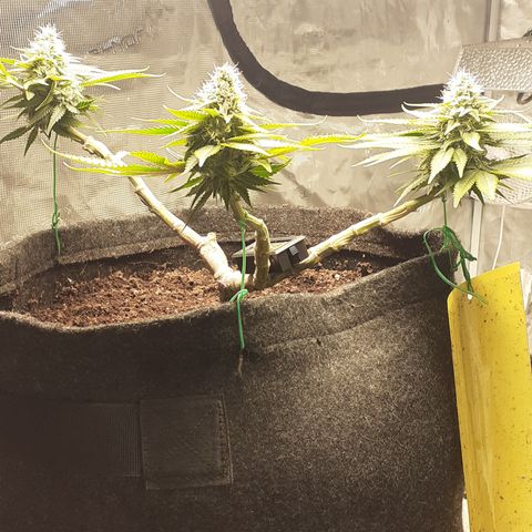 Pakistan Valley  growlog timeline photo