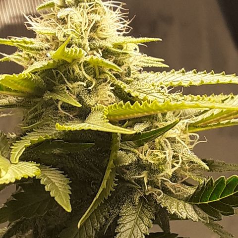 Pakistan Valley  growlog timeline photo