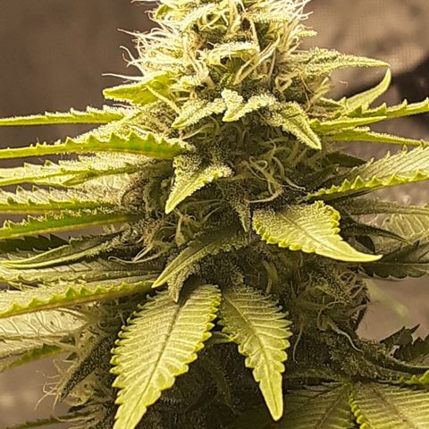 Pakistan Valley  growlog timeline photo