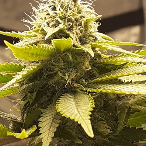 Pakistan Valley  growlog timeline photo