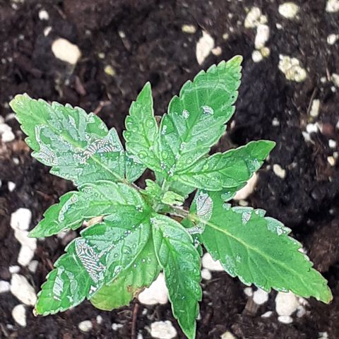 Bruce Banner Auto  growlog timeline photo