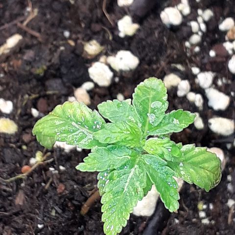 Bruce Banner Auto  growlog timeline photo